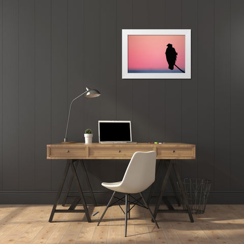 USA, Alaska, Homer Bald eagle resting on limb White Modern Wood Framed Art Print by Morris, Arthur