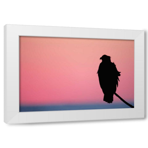 USA, Alaska, Homer Bald eagle resting on limb White Modern Wood Framed Art Print by Morris, Arthur