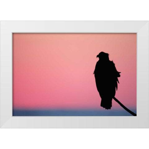 USA, Alaska, Homer Bald eagle resting on limb White Modern Wood Framed Art Print by Morris, Arthur