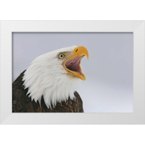 USA, Alaska, Homer Bald eagle screaming White Modern Wood Framed Art Print by Morris, Arthur