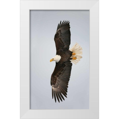 Alaska, Homer Bald eagle flying White Modern Wood Framed Art Print by Morris, Arthur