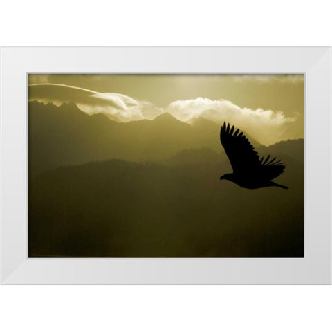 AK, Homer Silhouette of bald eagle flying White Modern Wood Framed Art Print by Morris, Arthur