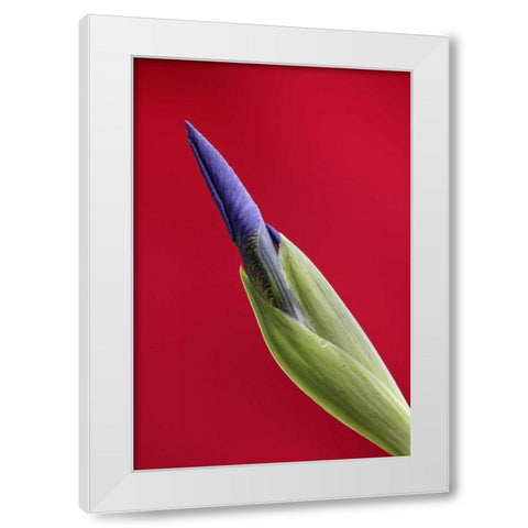 USA, Alaska, Nome Wild iris budding White Modern Wood Framed Art Print by Morris, Arthur