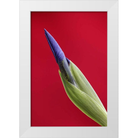 USA, Alaska, Nome Wild iris budding White Modern Wood Framed Art Print by Morris, Arthur