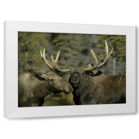 Alaska, Anchorage Male and female moose nuzzle White Modern Wood Framed Art Print by Morris, Arthur