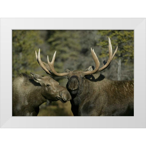Alaska, Anchorage Male and female moose nuzzle White Modern Wood Framed Art Print by Morris, Arthur