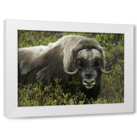 Alaska, Nome Musk ox standing in bushes White Modern Wood Framed Art Print by Morris, Arthur