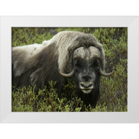Alaska, Nome Musk ox standing in bushes White Modern Wood Framed Art Print by Morris, Arthur