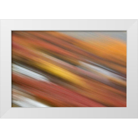 AK, Denali NP Abstract blur of autumn tundra White Modern Wood Framed Art Print by Morris, Arthur