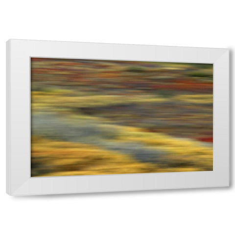 AK, Denali NP Abstract blur of autumn tundra White Modern Wood Framed Art Print by Morris, Arthur