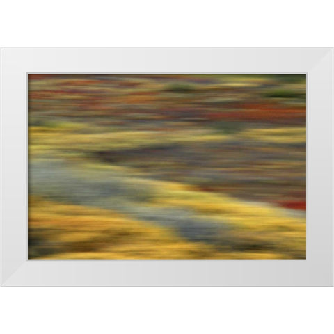 AK, Denali NP Abstract blur of autumn tundra White Modern Wood Framed Art Print by Morris, Arthur