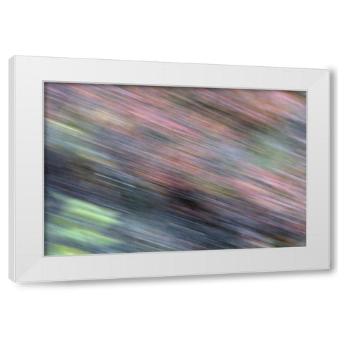 AK, Denali NP Blur of autumn tundra spruce trees White Modern Wood Framed Art Print by Morris, Arthur