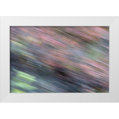 AK, Denali NP Blur of autumn tundra spruce trees White Modern Wood Framed Art Print by Morris, Arthur
