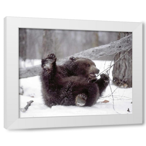 Alaska Grizzly plays with tree branch in winter White Modern Wood Framed Art Print by Zuckerman, Jim