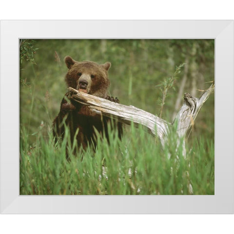 USA, Alaska Grizzly bear licks dead tree branch White Modern Wood Framed Art Print by Zuckerman, Jim