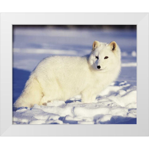 USA, Alaska Arctic fox in winter coat White Modern Wood Framed Art Print by Zuckerman, Jim