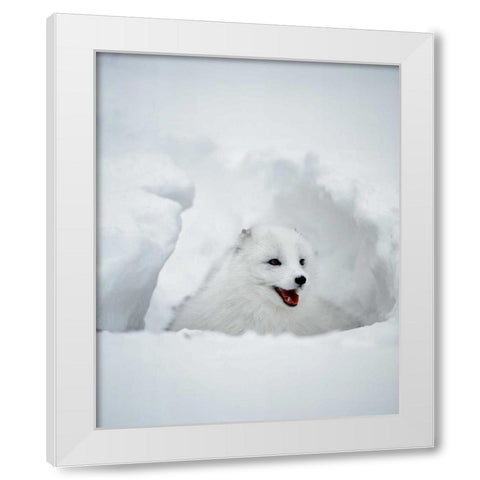 USA, Alaska Arctic fox in winter coat White Modern Wood Framed Art Print by Zuckerman, Jim