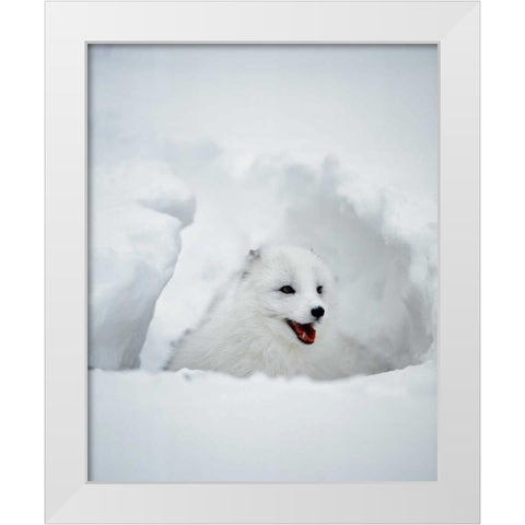 USA, Alaska Arctic fox in winter coat White Modern Wood Framed Art Print by Zuckerman, Jim