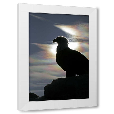 AK, Homer Bald eagle backlit by sunlight White Modern Wood Framed Art Print by Illg, Cathy and Gordon