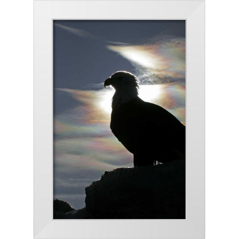 AK, Homer Bald eagle backlit by sunlight White Modern Wood Framed Art Print by Illg, Cathy and Gordon