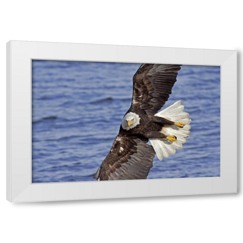 USA, Alaska, Homer Bald eagle diving above water White Modern Wood Framed Art Print by Illg, Cathy and Gordon