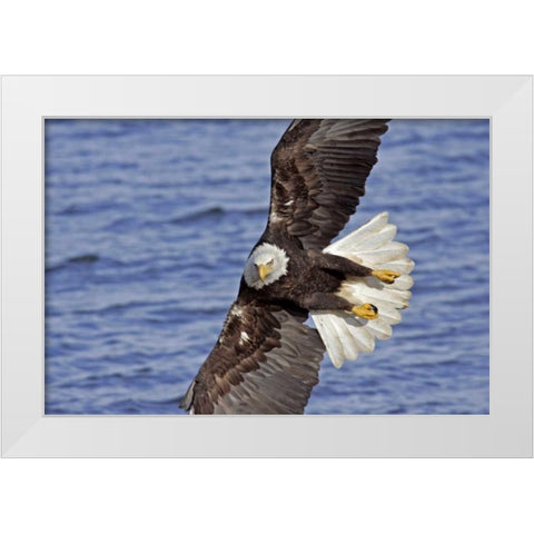 USA, Alaska, Homer Bald eagle diving above water White Modern Wood Framed Art Print by Illg, Cathy and Gordon