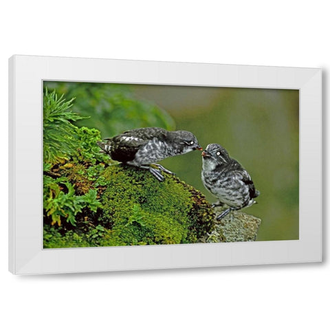 AK, Pribilof Isl, St George Least auklet Pair White Modern Wood Framed Art Print by Welling, Dave