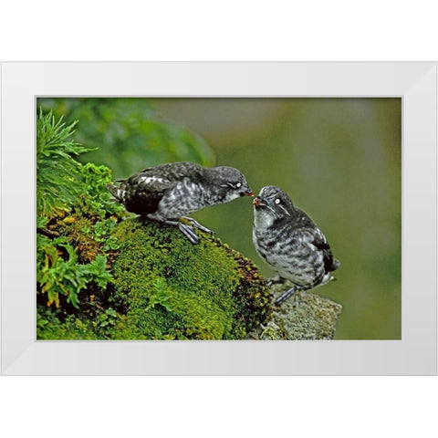 AK, Pribilof Isl, St George Least auklet Pair White Modern Wood Framed Art Print by Welling, Dave