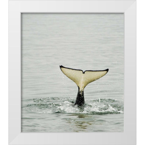 USA, Alaska, Inside Passage Tail of diving orca White Modern Wood Framed Art Print by Rotenberg, Nancy