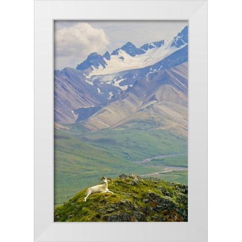 AK, Denali NP, Polychrome Pass Dall sheep ram White Modern Wood Framed Art Print by Lord, Fred