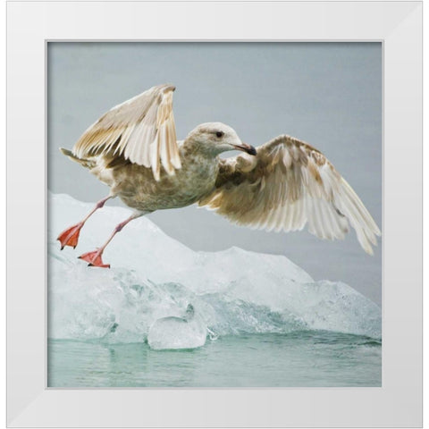 AK, Inside PassageGull taking off from ice floe White Modern Wood Framed Art Print by Rotenberg, Nancy