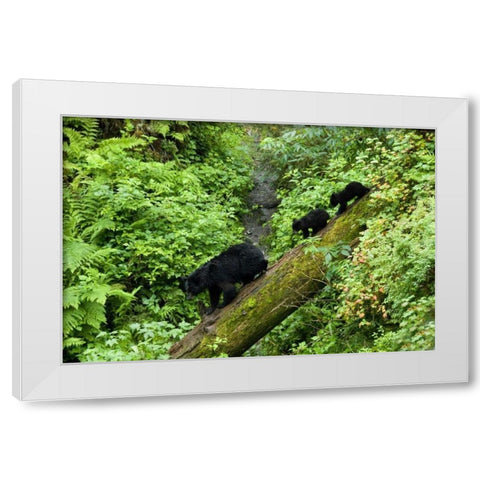 USA, Alaska Black bear cubs follow mother on log White Modern Wood Framed Art Print by Rotenberg, Nancy