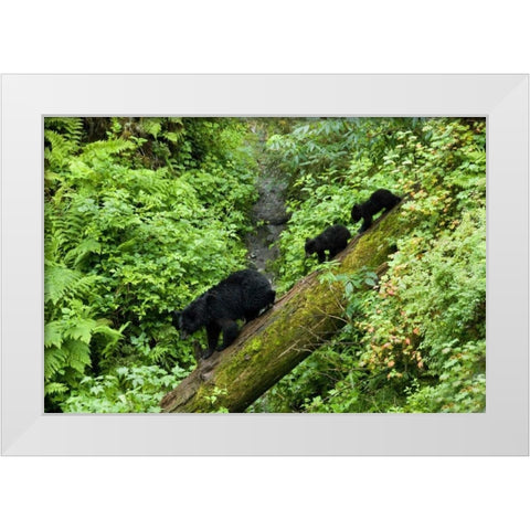 USA, Alaska Black bear cubs follow mother on log White Modern Wood Framed Art Print by Rotenberg, Nancy