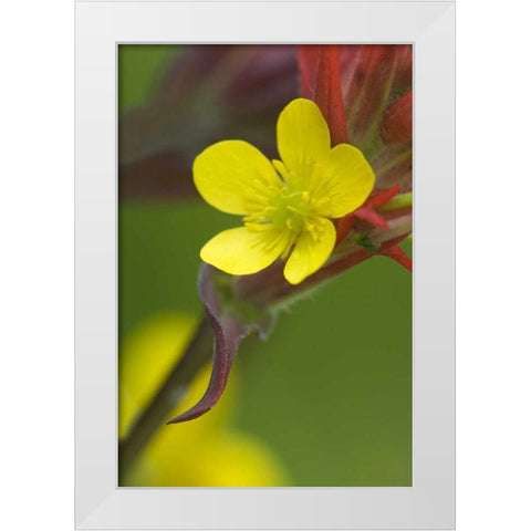 Alaska Buttercup and paintbrush flowers White Modern Wood Framed Art Print by Rotenberg, Nancy