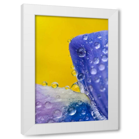 AK, Lupine with rain drops and dandelions White Modern Wood Framed Art Print by Rotenberg, Nancy