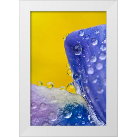 AK, Lupine with rain drops and dandelions White Modern Wood Framed Art Print by Rotenberg, Nancy