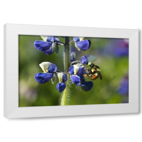 USA, Alaska, Inside Passage Bee on lupine flower White Modern Wood Framed Art Print by Rotenberg, Nancy