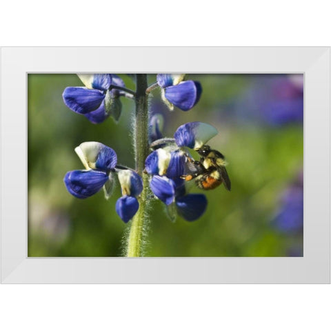 USA, Alaska, Inside Passage Bee on lupine flower White Modern Wood Framed Art Print by Rotenberg, Nancy