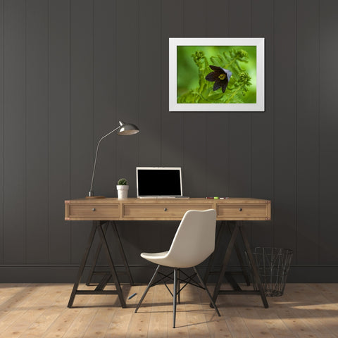 Alaska, Inside Passage Chocolate lily and fern White Modern Wood Framed Art Print by Rotenberg, Nancy