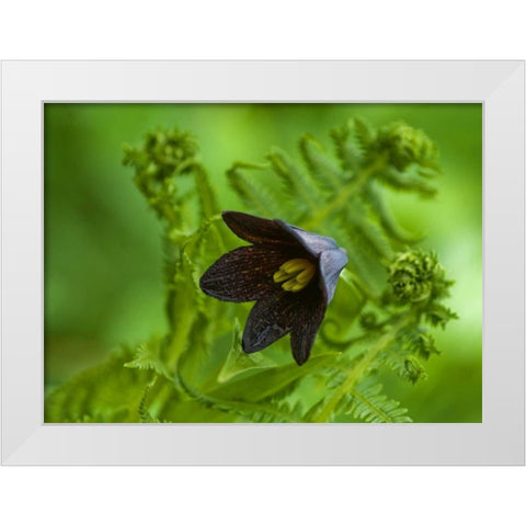 Alaska, Inside Passage Chocolate lily and fern White Modern Wood Framed Art Print by Rotenberg, Nancy