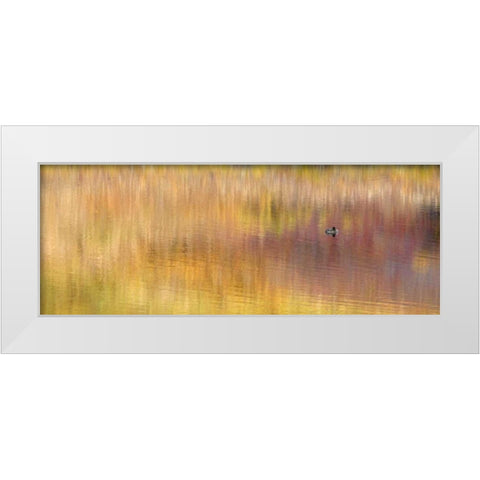 AK, Denali NP Duck with reed reflections White Modern Wood Framed Art Print by Morris, Arthur