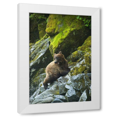 AK, Inside Passage Grizzly bear on boulders White Modern Wood Framed Art Print by Rotenberg, Nancy