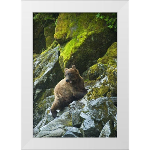 AK, Inside Passage Grizzly bear on boulders White Modern Wood Framed Art Print by Rotenberg, Nancy