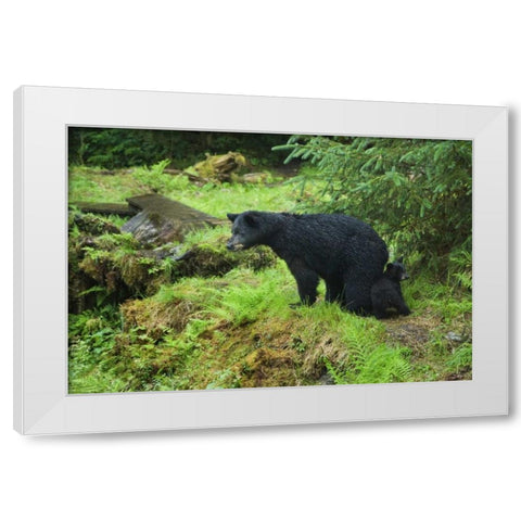 AK, Inside Passage Black bear mother and cub White Modern Wood Framed Art Print by Rotenberg, Nancy