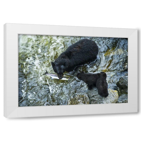 AK, Inside Passage Black bear with fish and cubs White Modern Wood Framed Art Print by Rotenberg, Nancy