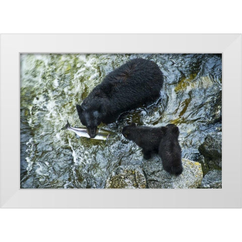 AK, Inside Passage Black bear with fish and cubs White Modern Wood Framed Art Print by Rotenberg, Nancy