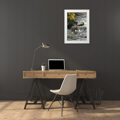 AK, Mother grizzly bear with cubs in Anan Creek White Modern Wood Framed Art Print by Rotenberg, Nancy