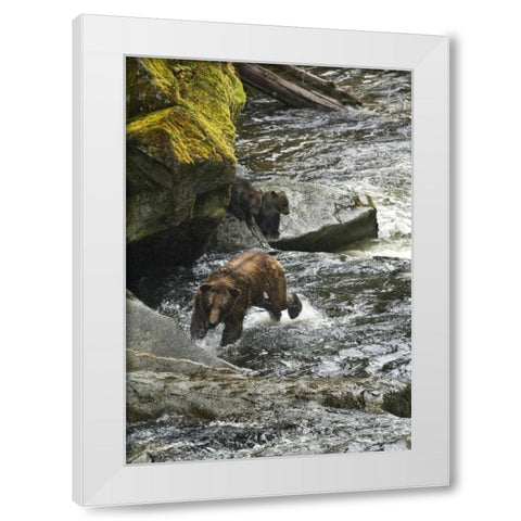 AK, Mother grizzly bear with cubs in Anan Creek White Modern Wood Framed Art Print by Rotenberg, Nancy