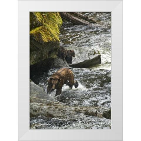 AK, Mother grizzly bear with cubs in Anan Creek White Modern Wood Framed Art Print by Rotenberg, Nancy