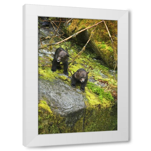 AK, Inside Passage Two grizzly bear cubs White Modern Wood Framed Art Print by Rotenberg, Nancy